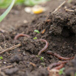 Formation Bokaworm® : Action !