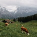Journées “Devenir agriculteur en moyenne montagne”