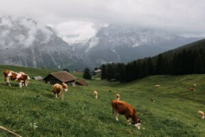 Journées “Devenir agriculteur en moyenne montagne”