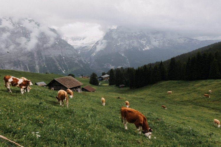 Lire la suite à propos de l’article Journées “Devenir agriculteur en moyenne montagne”